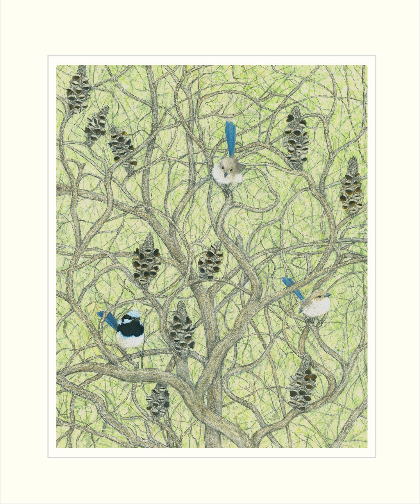 Superb Wrens