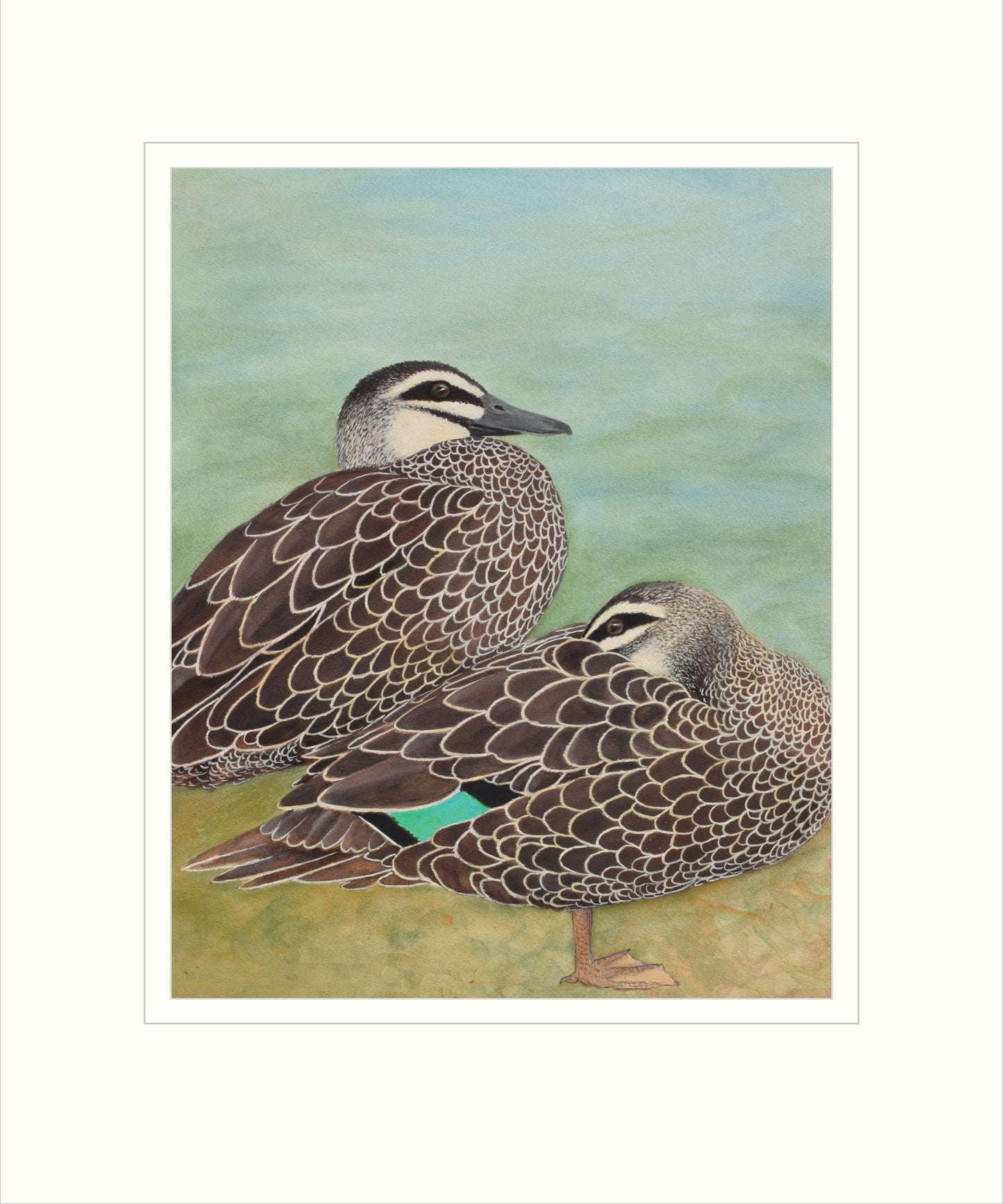 Pacific Black Ducks