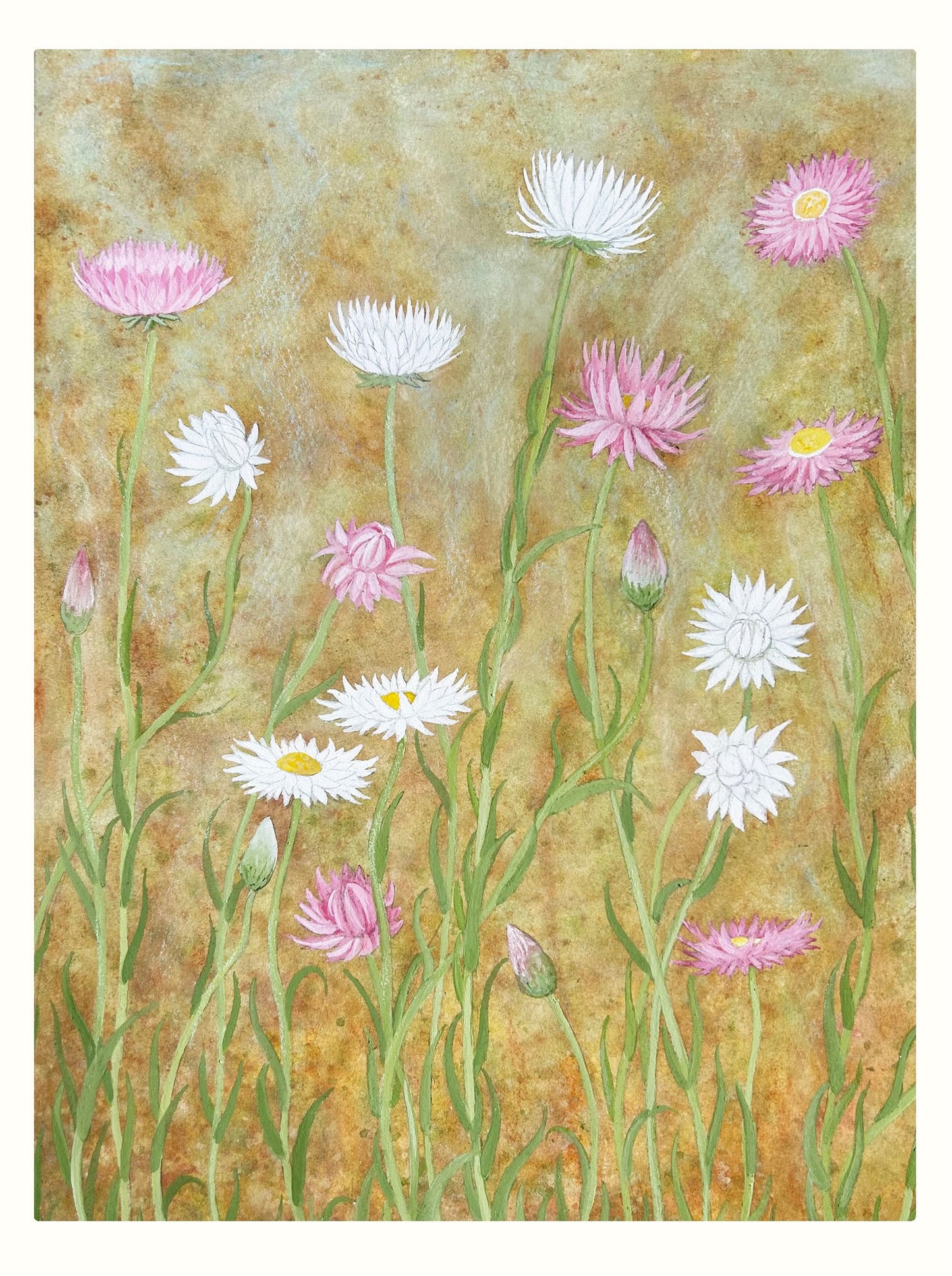 Everlasting paper daisies