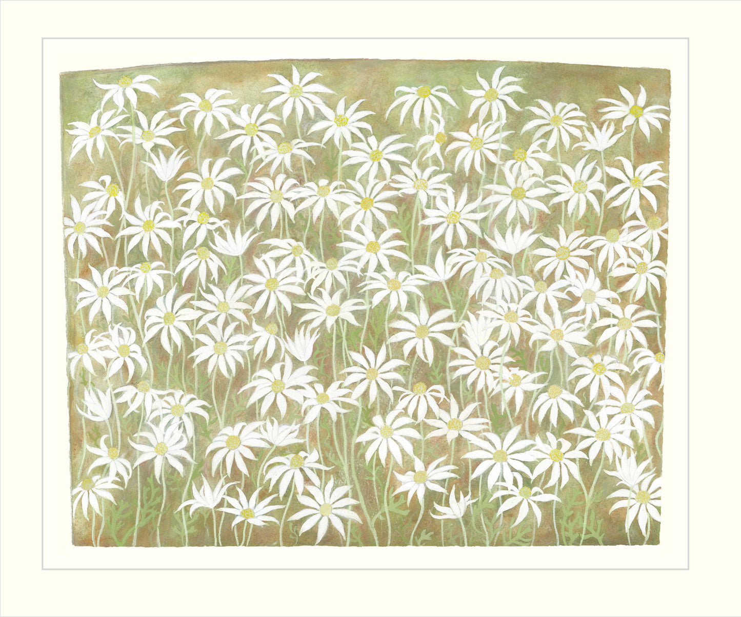 Flannel Flowers