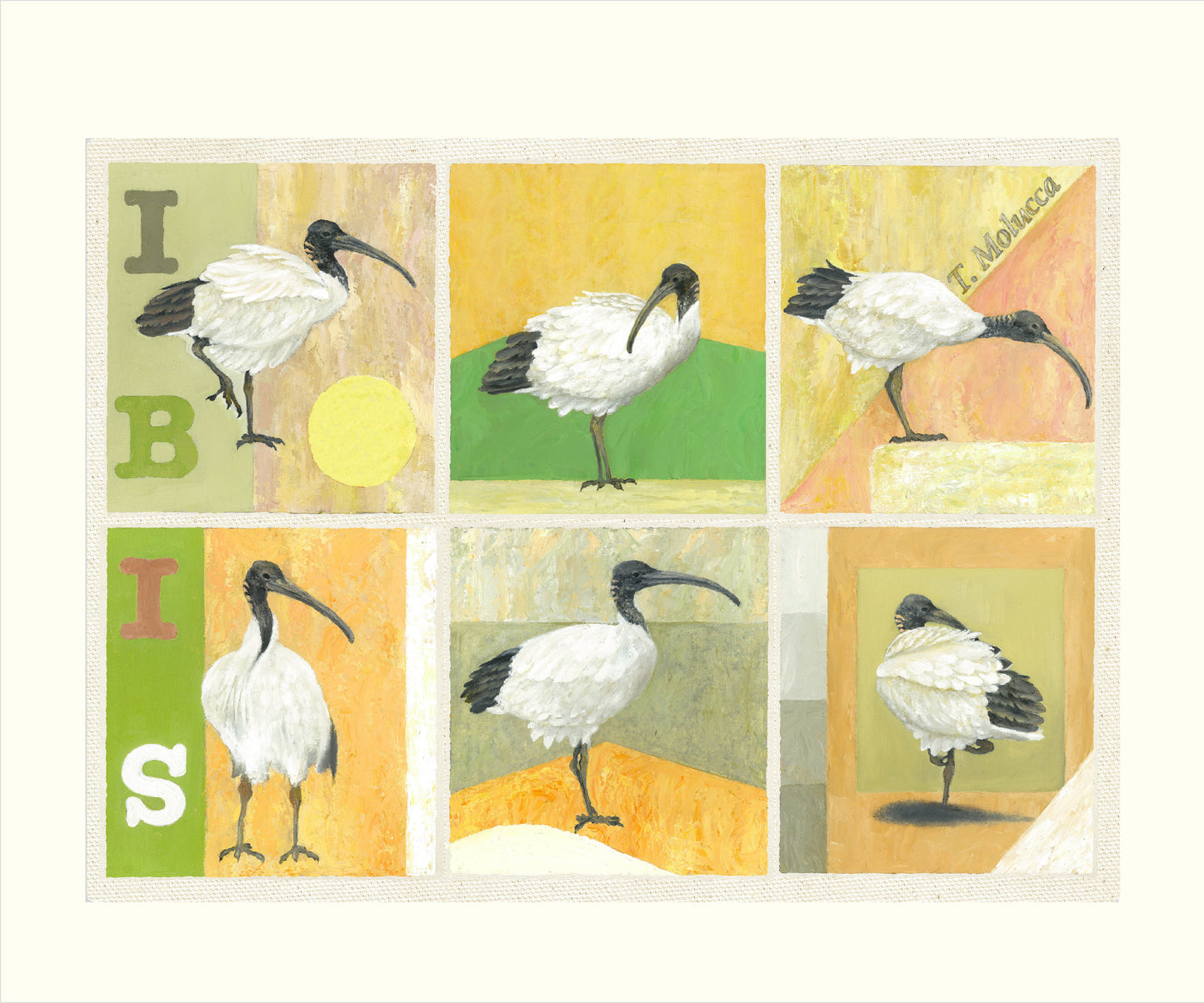 White Australian Ibis