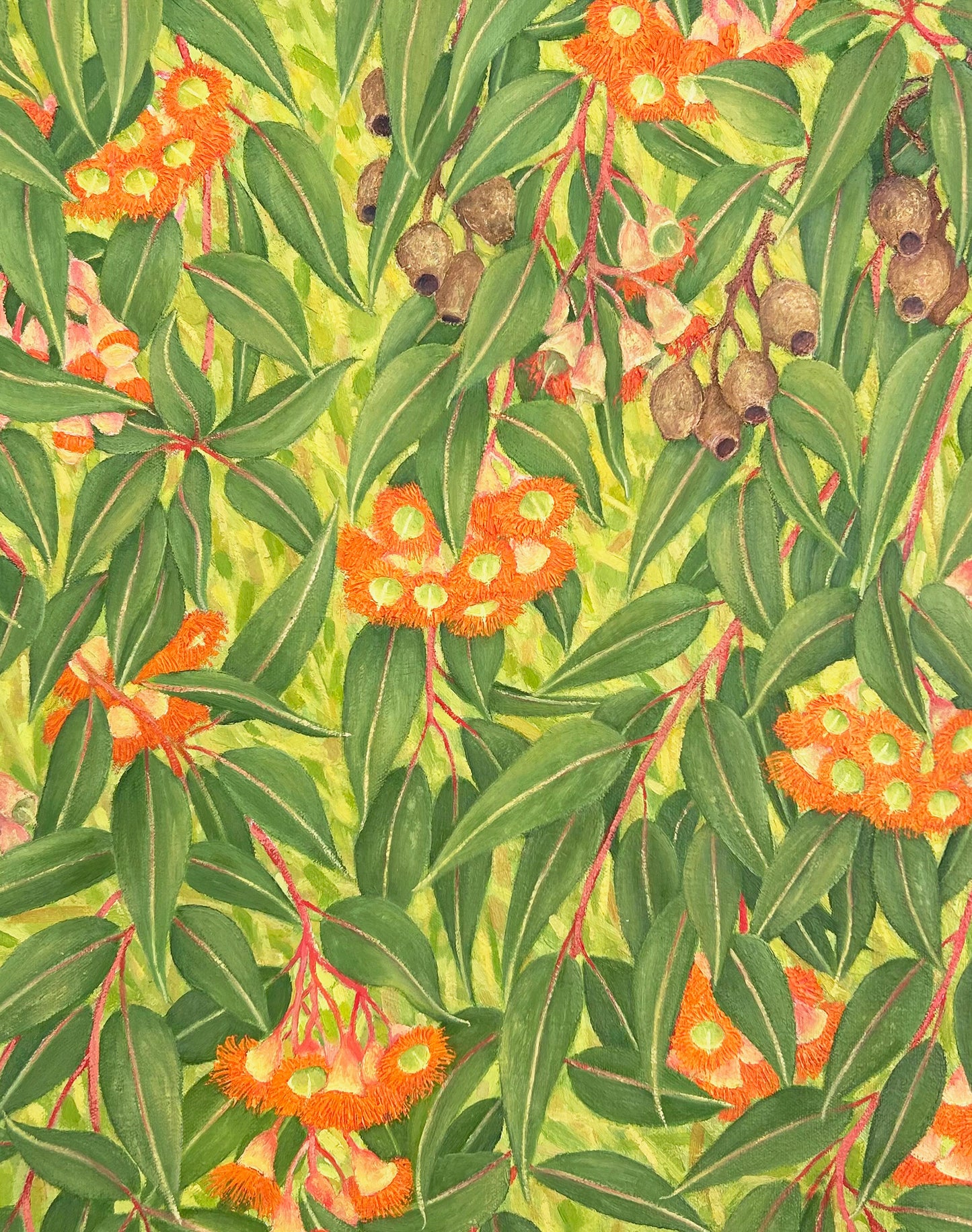 Orange Flowering Gum (sold)