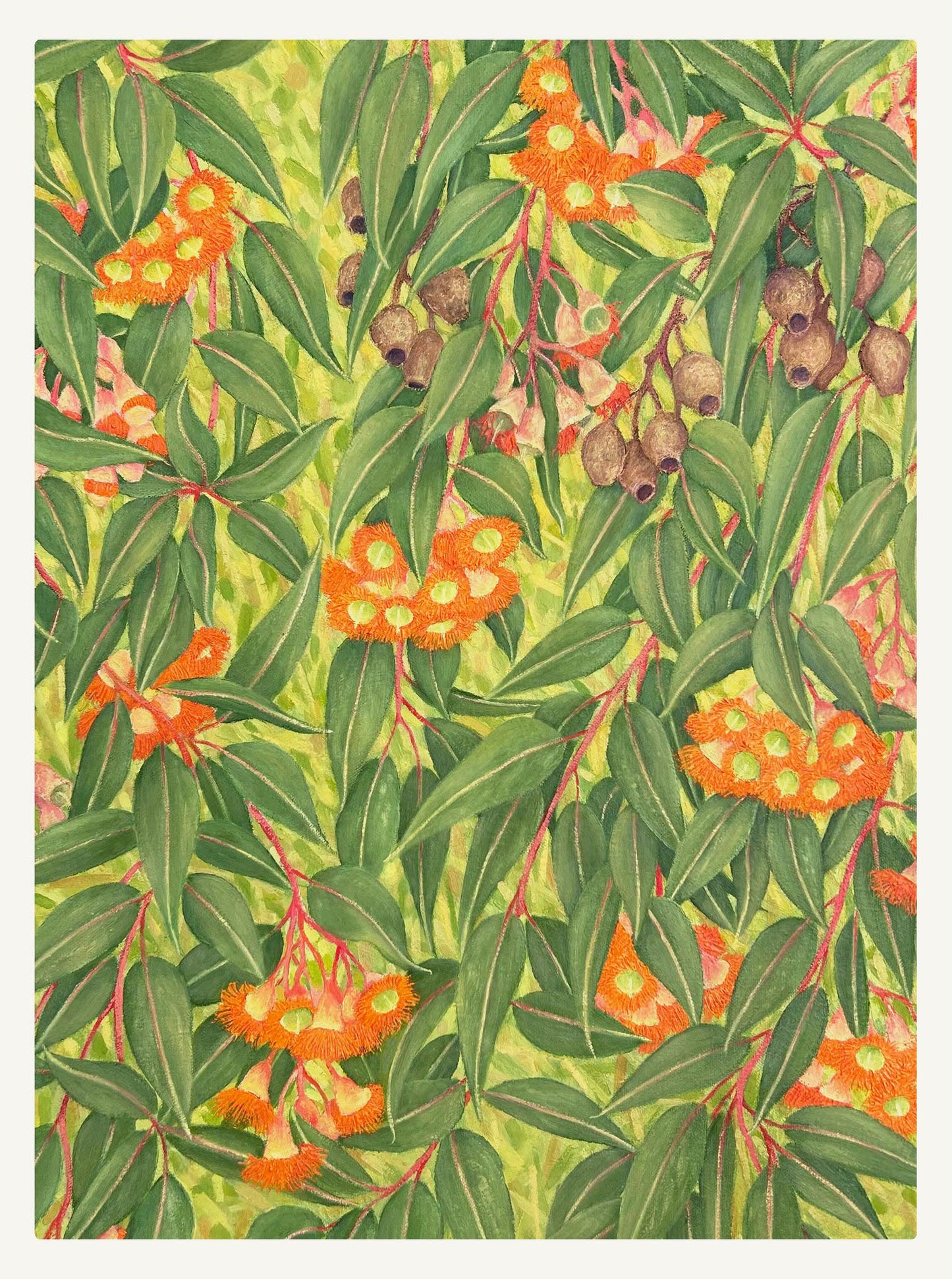 Orange flowering gum