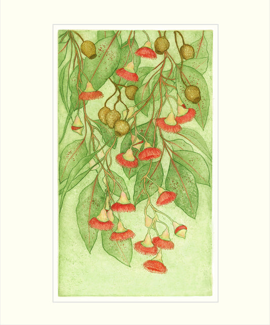 Flowering Eucalyptus