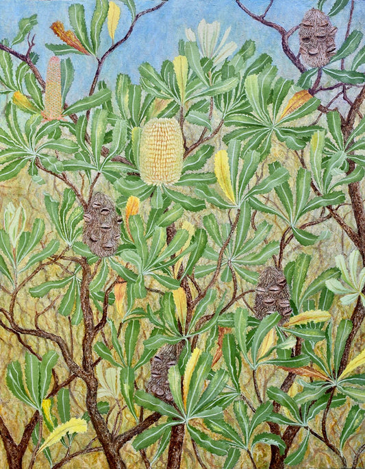 Banksia serrata. (sold)