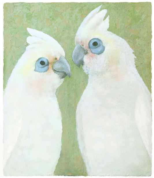 Corellas