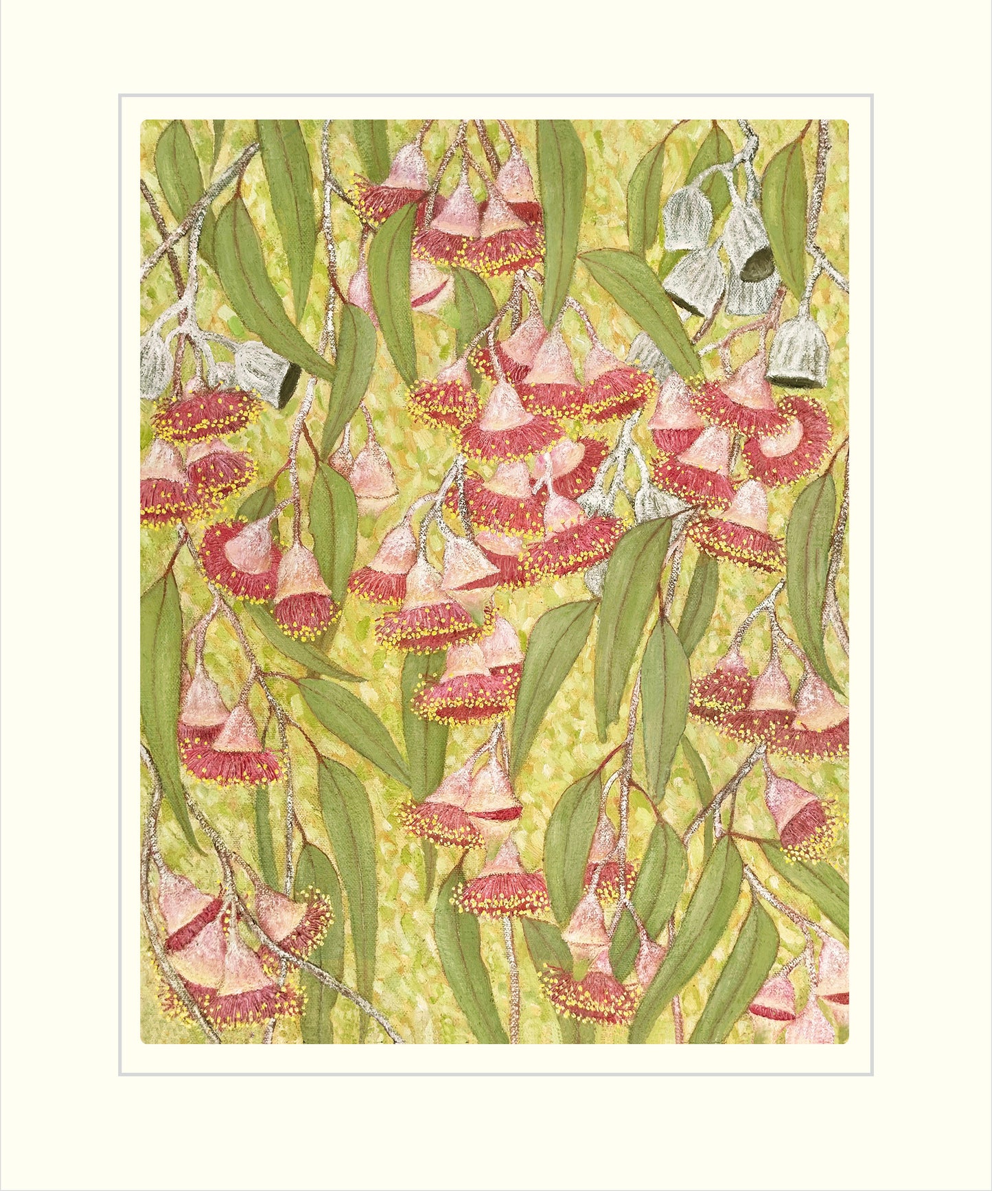Eucalyptus caesia