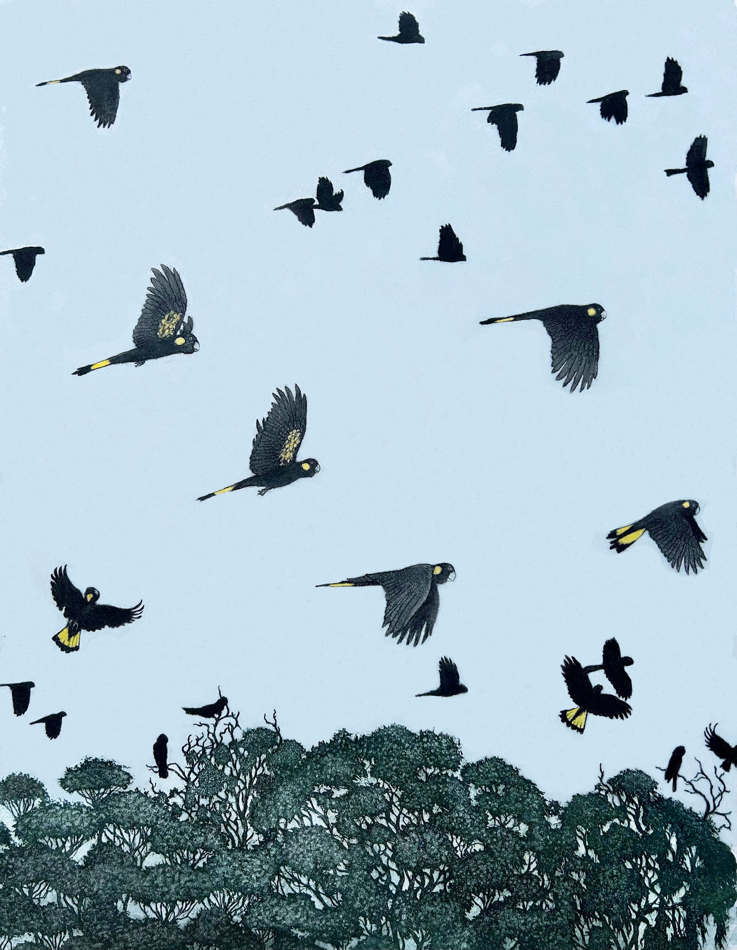 Yellow-Tailed Black Cockatoos in Bushland