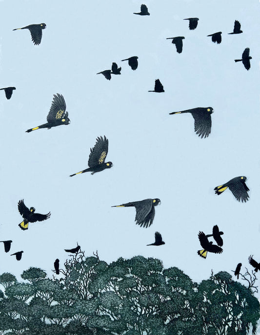 Yellow-Tailed Black Cockatoos in Bushland