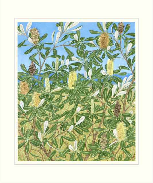 Coastal Banksia