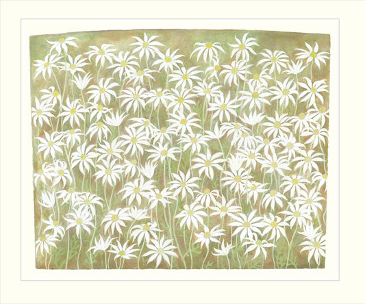 Flannel Flowers