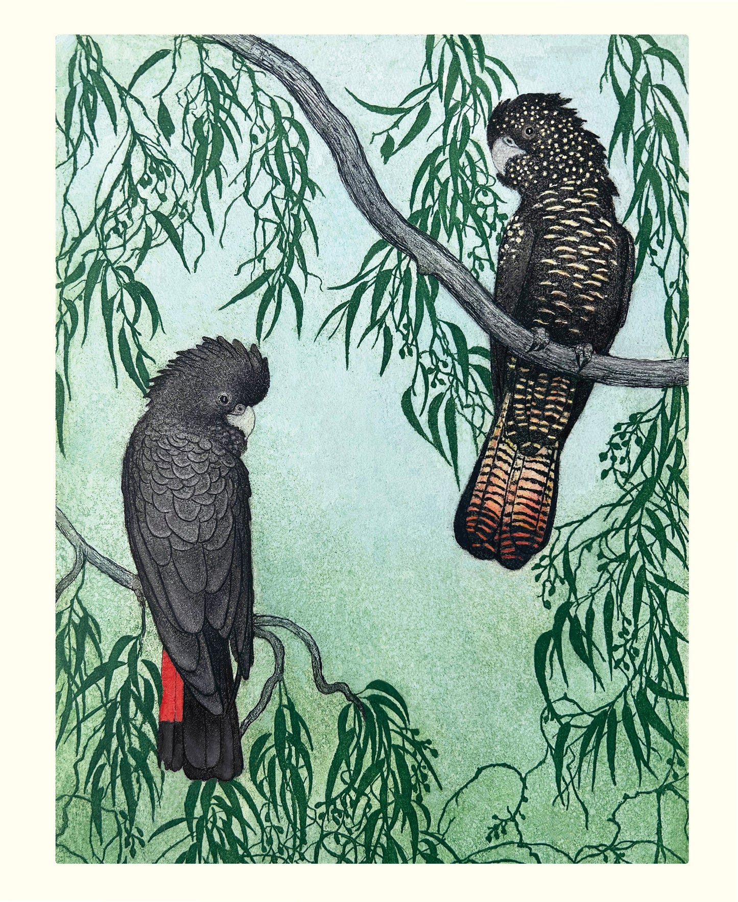 Red Tailed Black Cockatoos