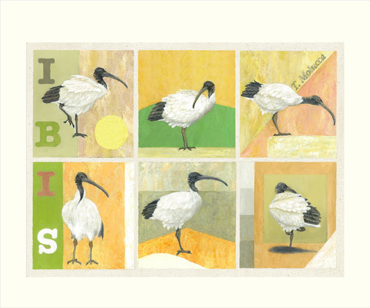 White Australian Ibis