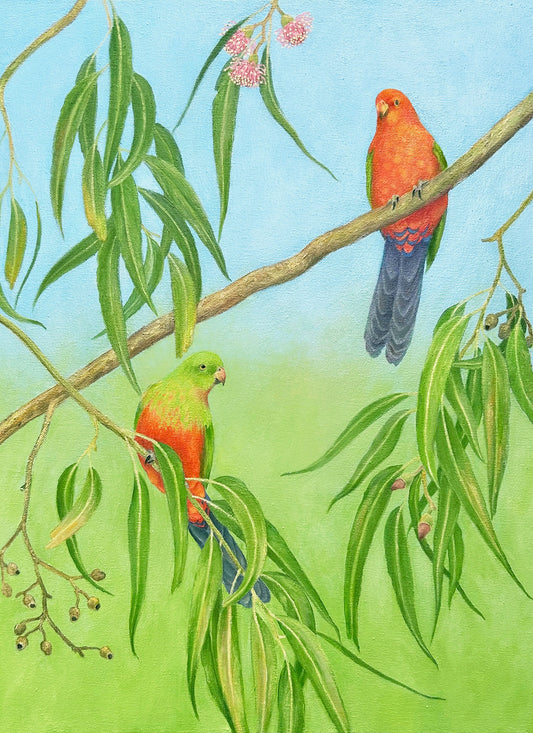 King Parrots