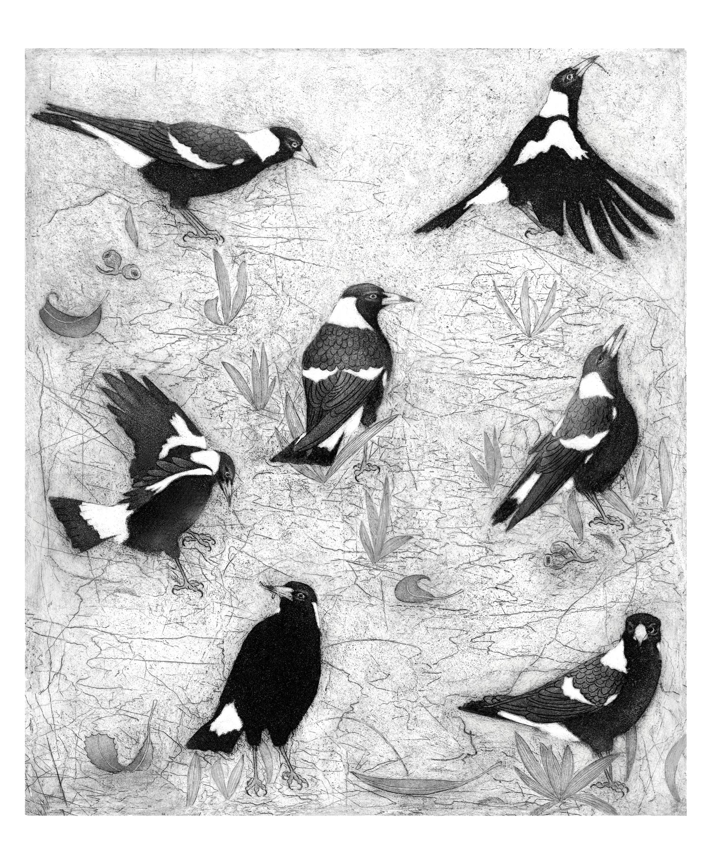 Magpie Parade