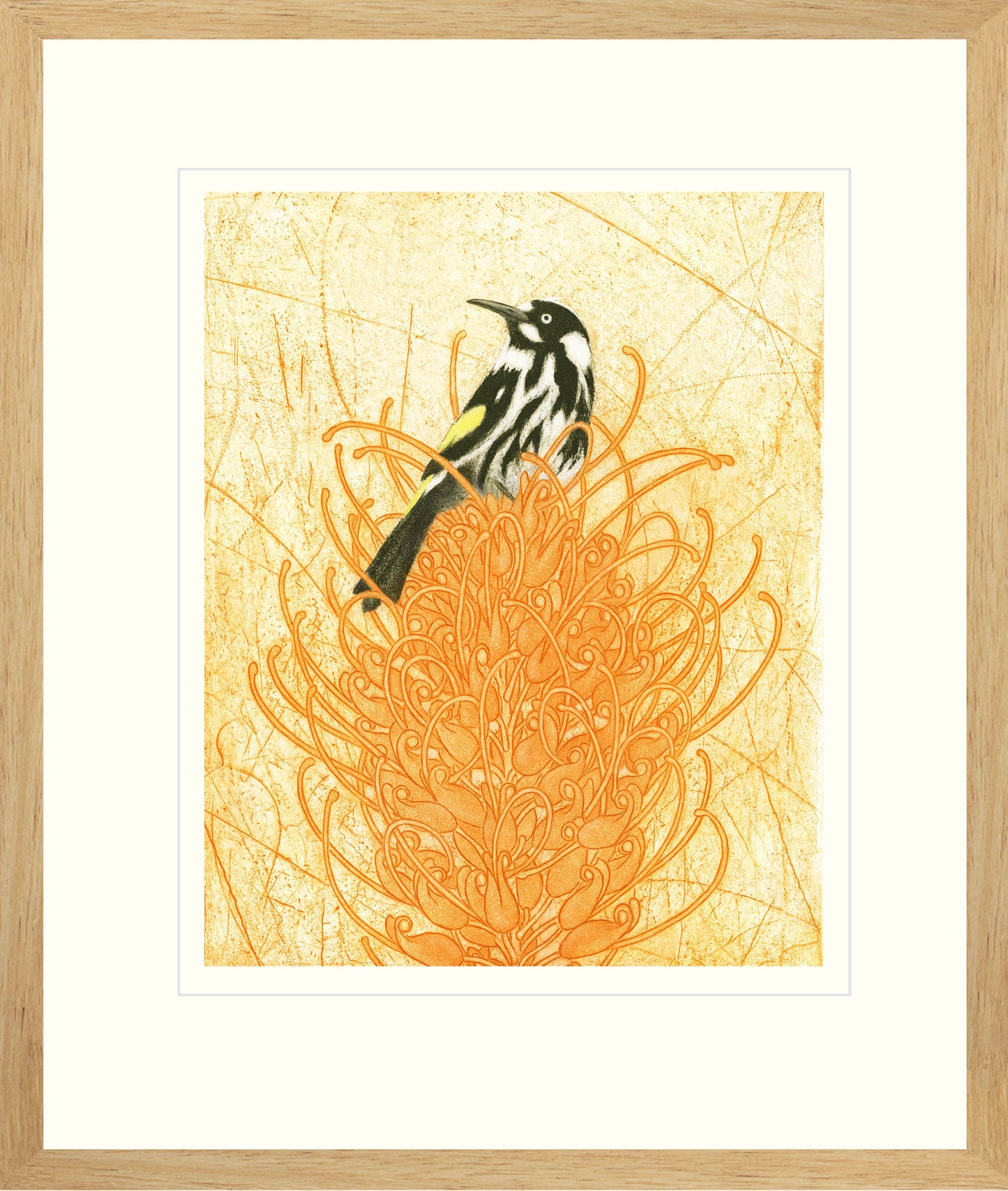 New Holland Honey-eater and Grevillea