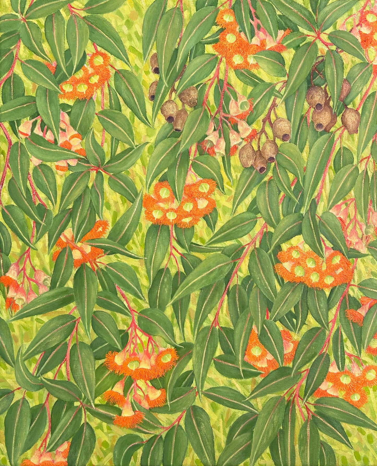 Orange Flowering Gum (sold)