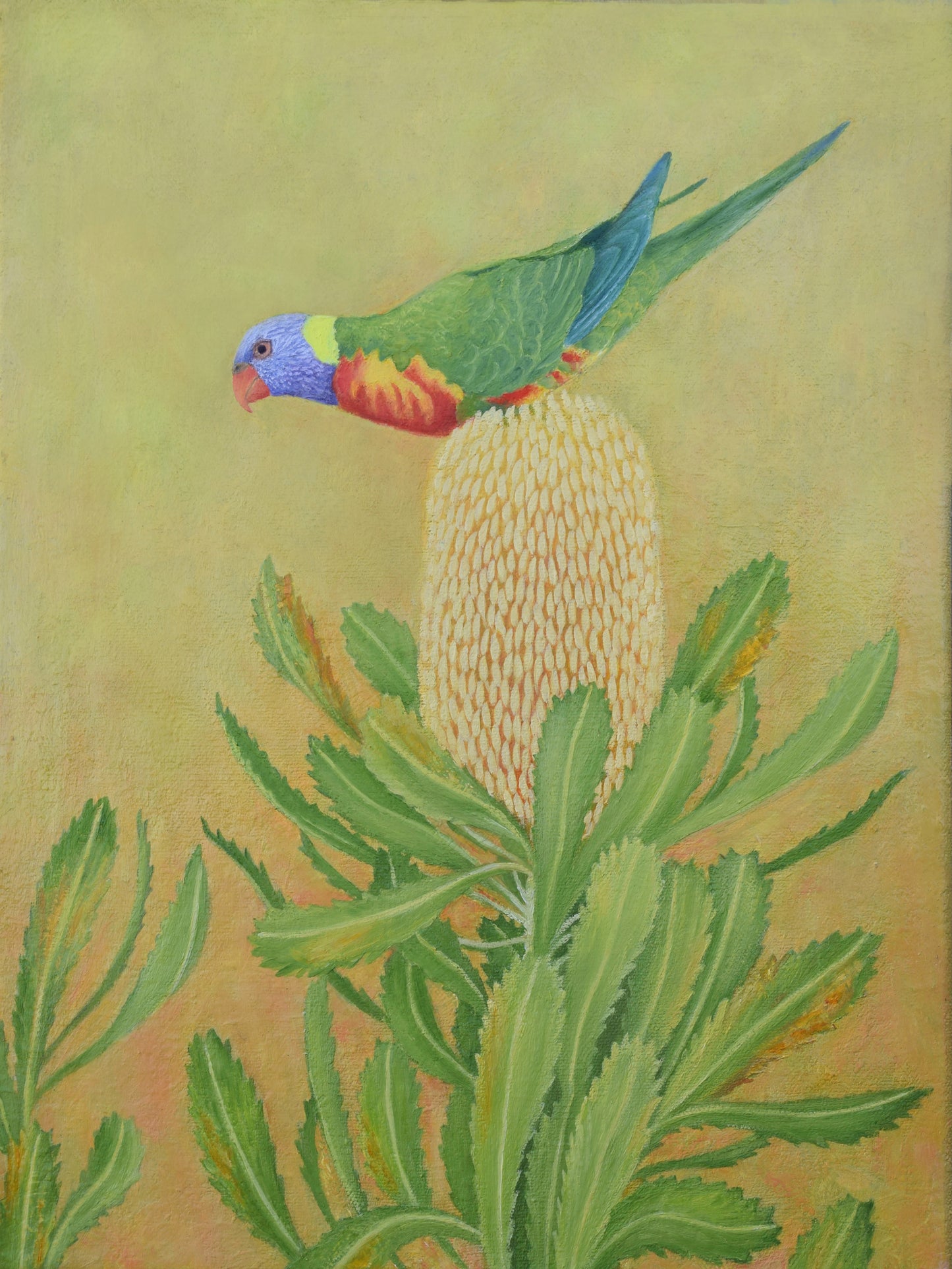 Rainbow Lorikeet and Banksia