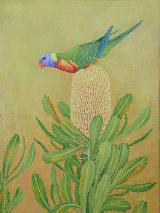 Rainbow Lorikeet and Banksia