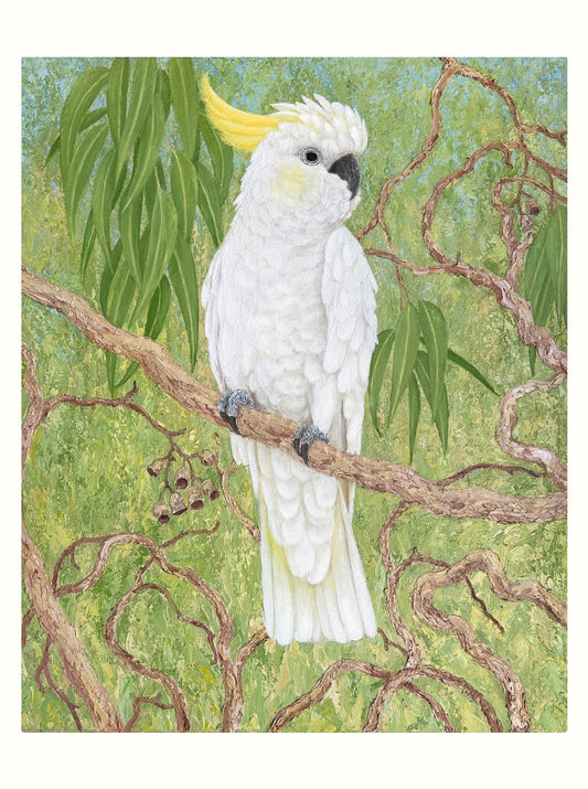 Sulphur-crest Cockatoo
