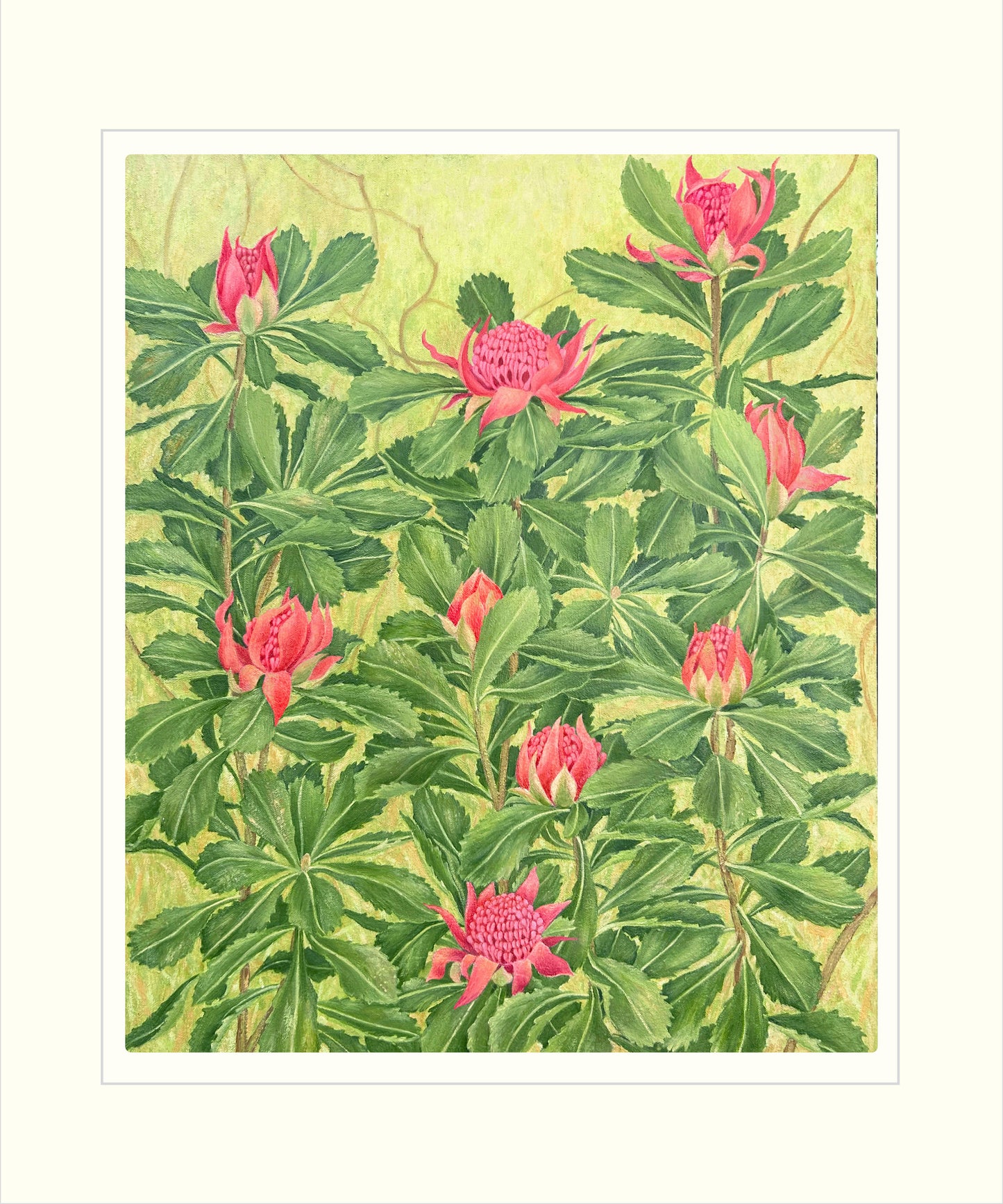 Waratahs