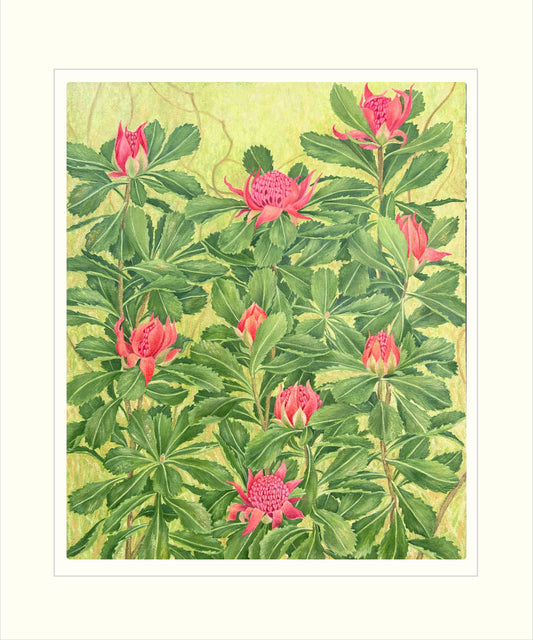Waratahs