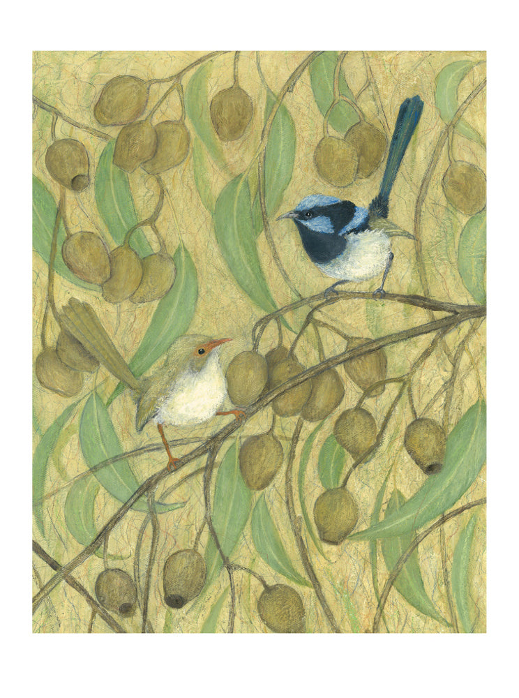 Superb Fairy Wrens