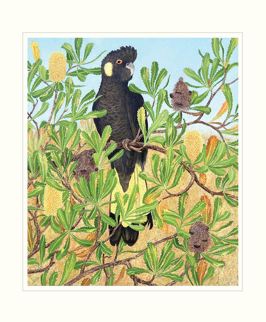 Yellow Tailed- Black Cockatoo