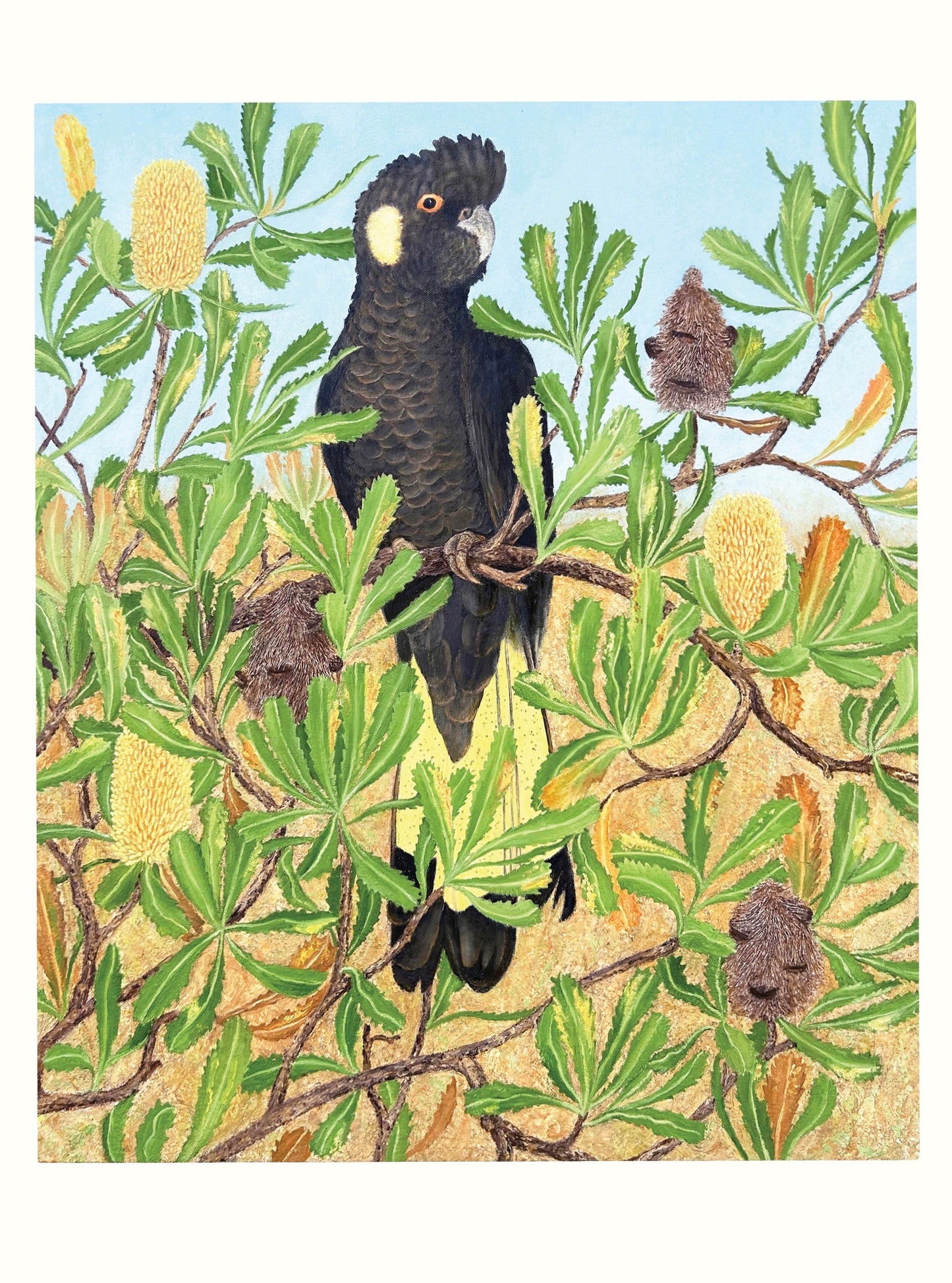 Yellow-tailed Black Cockatoo and Banksia