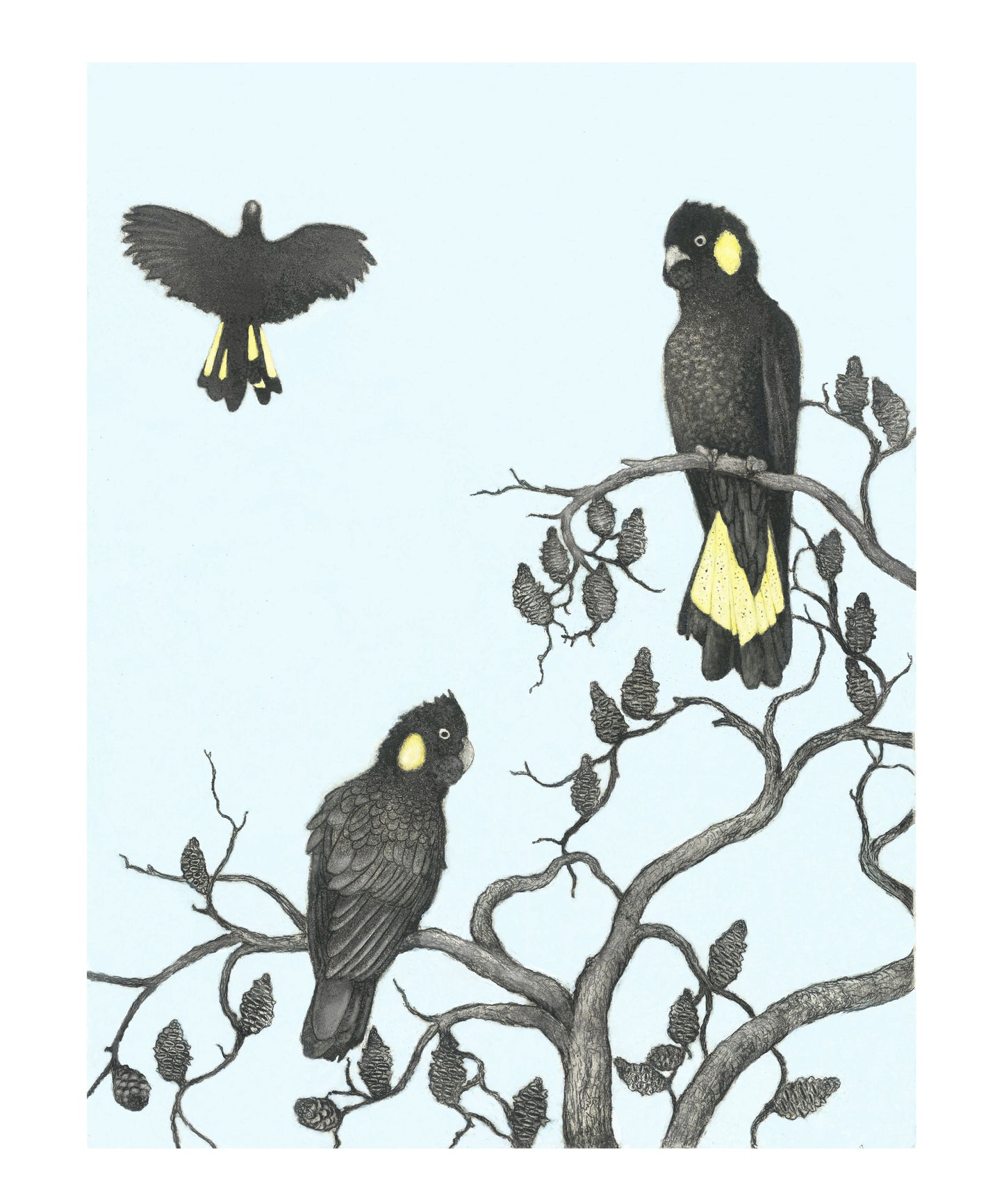 Yellow-tailed Black Cockatoos